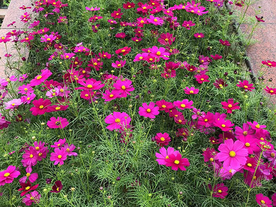 鄂州漂亮仿真花|商住小区绿化设计